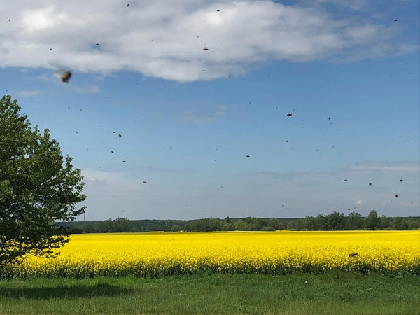 Croatia's Buzzing Beekeepers: Sustainable Practices for Golden Honey